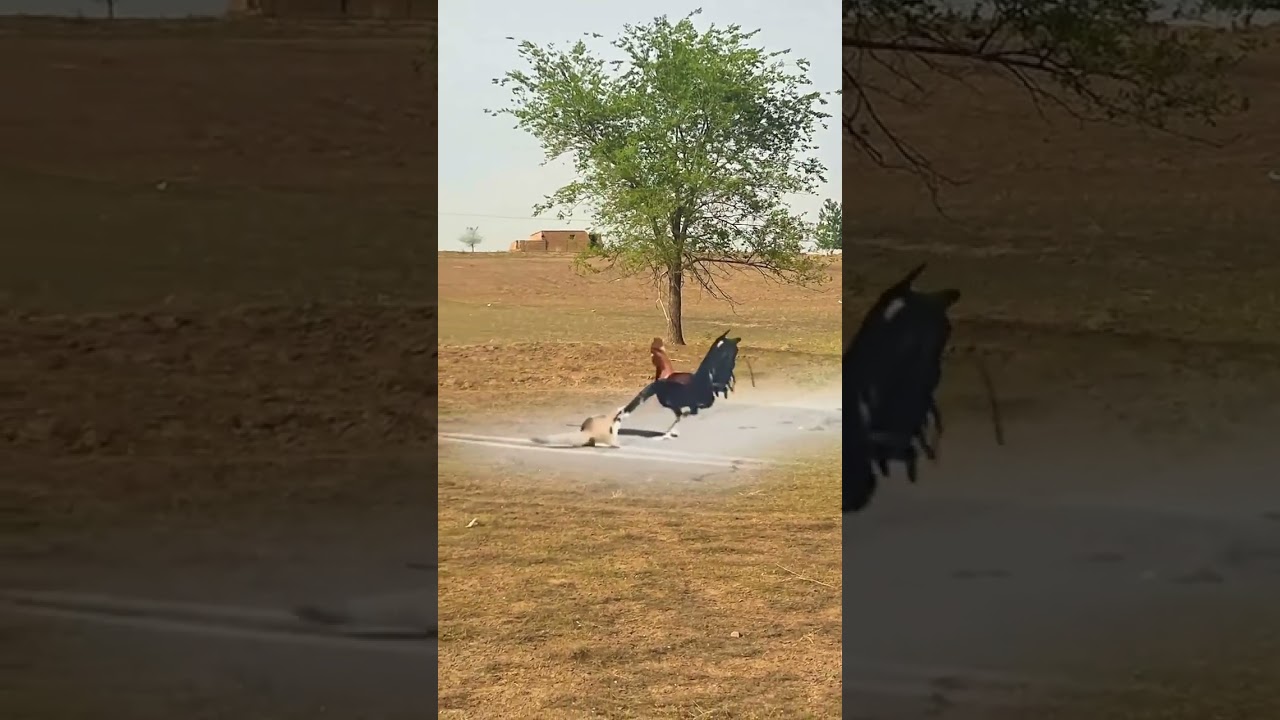 Wild Animal Encounters: Weasel Steals Chickens at Zero Distance π¦‘π