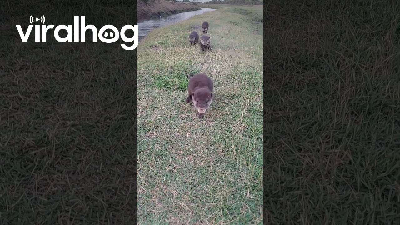 Cute Otter Runs Like a Ninja 🦦