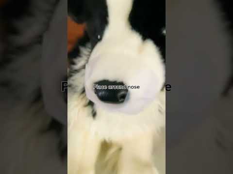 How to paint a plush douglas’ nose ! #therian #essa #essacommunity #emotionalsupportstuffedanimal