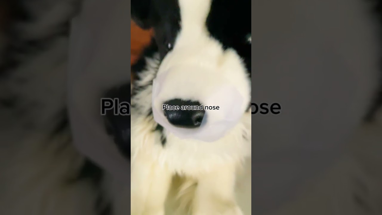 Guide to Painting a Plush Douglas' Nose