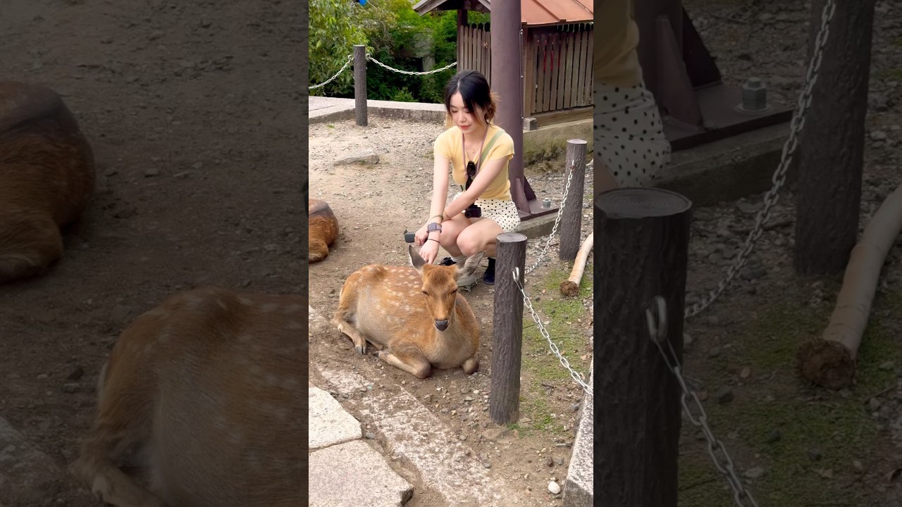 Nara Park Deer in Japan 🦌