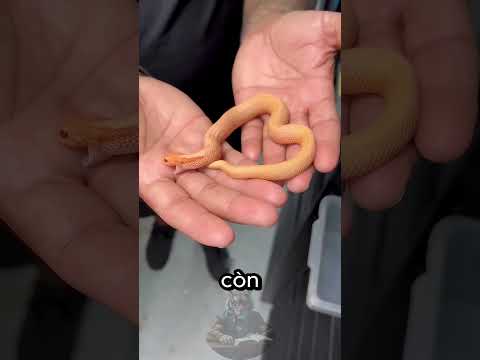 Vì Sao Rắn Con Nguy Hiểm Hơn Rắn Trưởng Thành 😱
