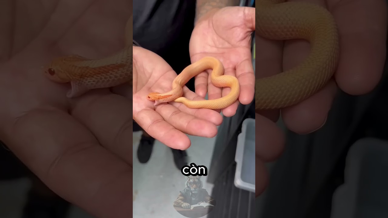 Tại Sao Rắn Con Nguy Hiểm Hơn Rắn Trưởng Thành? 🐍