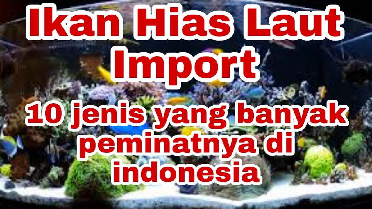 ikan hias laut import  yang banyak peminatnya di indonesia #Aquariumlaut#ikanhiaslaut