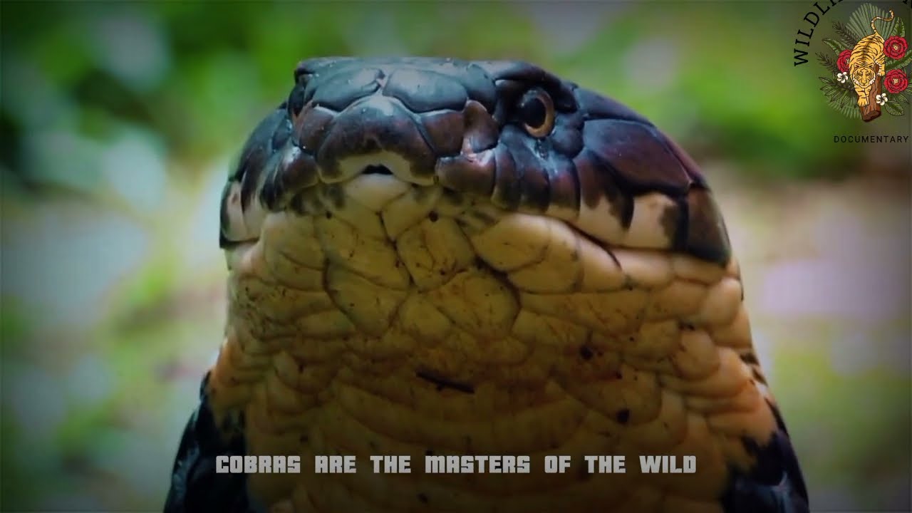 Cobra vs. Mongoose: The Deadly Dance 🐍🦦