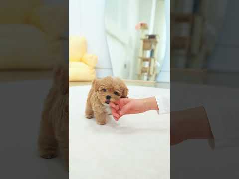 New premium Maltipoo come in✨ - Aloha Teacup Puppies #maltipoo #puppy #puppies