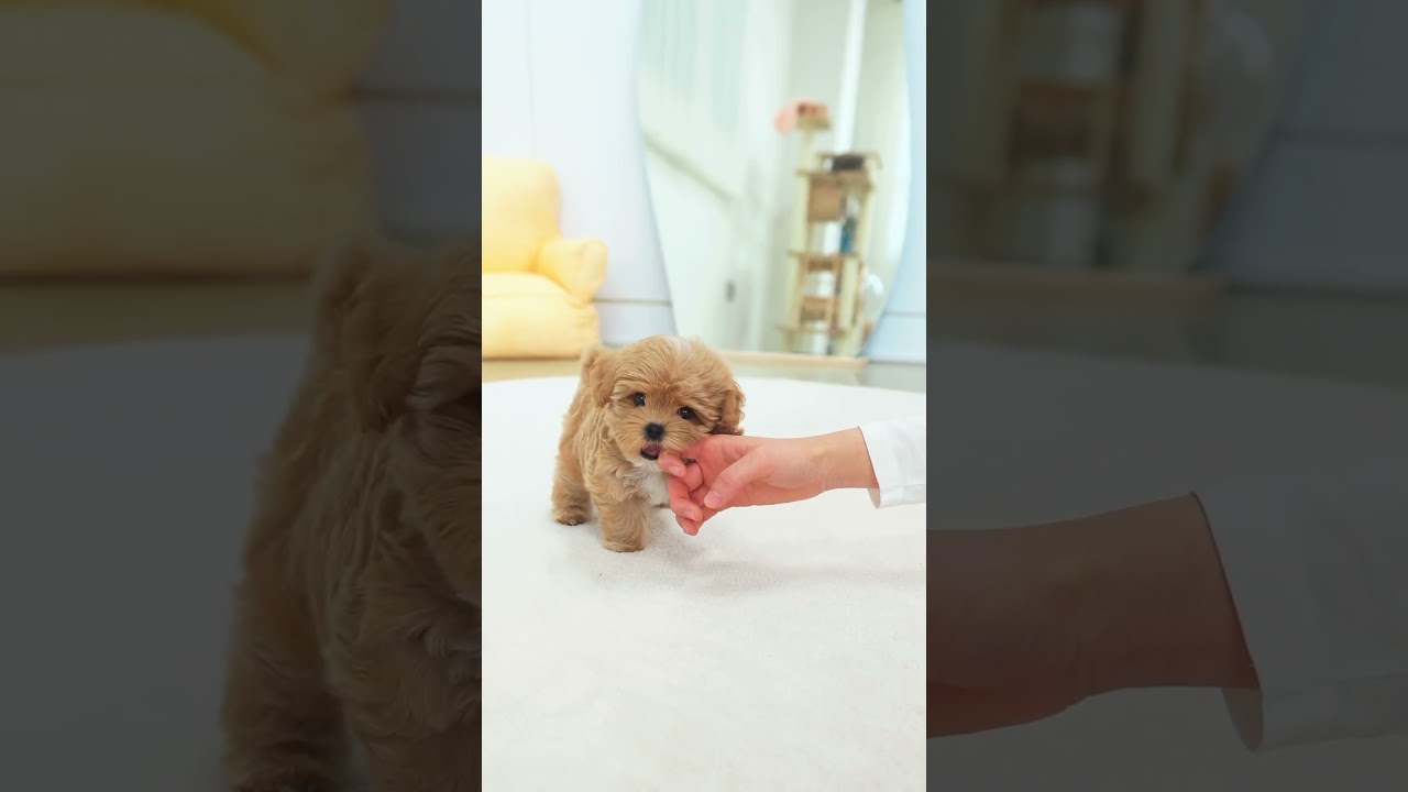 Adorable New Premium Maltipoo Puppies Arrived! ✨