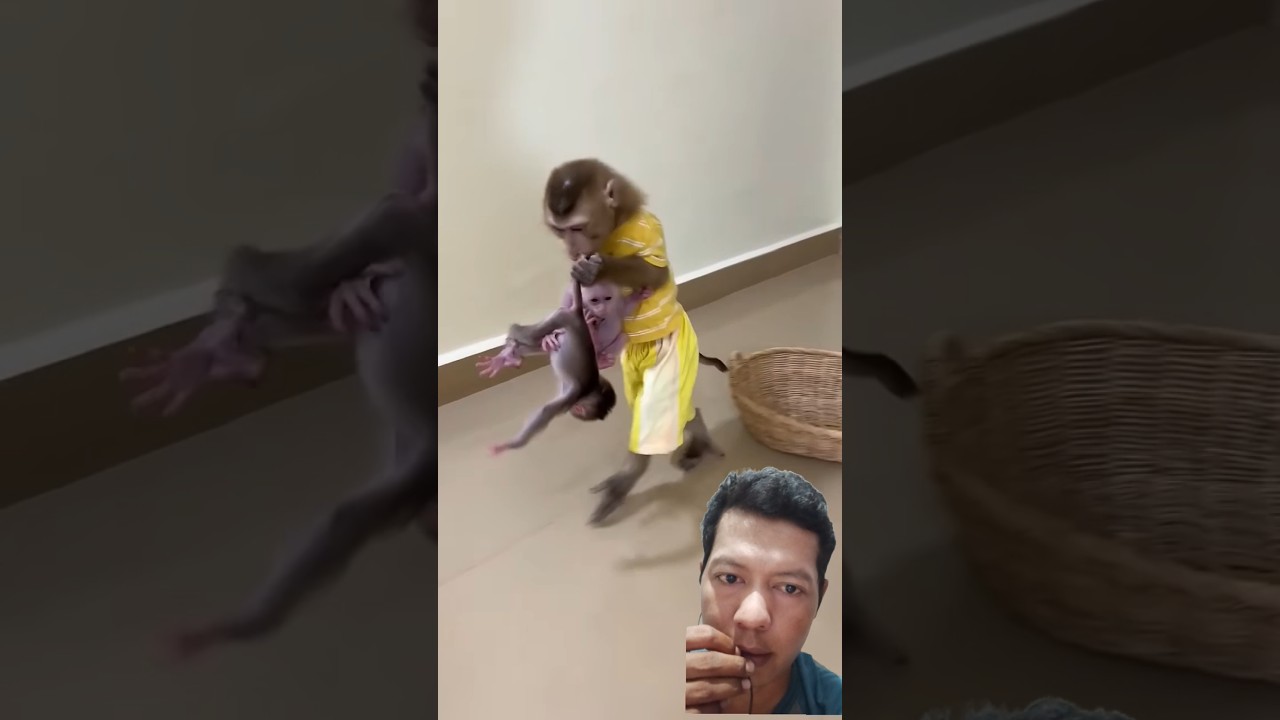 Monyet dan Dua Bayi Lucu π