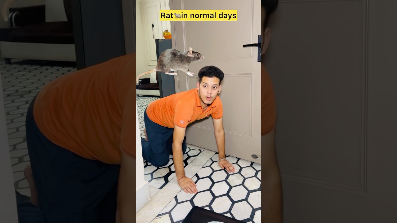 Rats' Day vs Ganesh Chaturthi 🐀