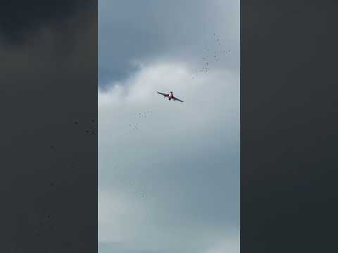 90mm Eflite Viper jet tearing up the sky’s at top speed of 134 mph!