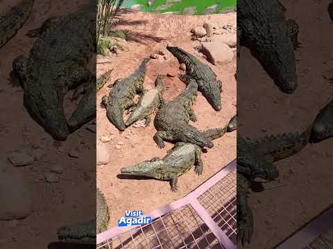 Crocoparc Agadir Morocco