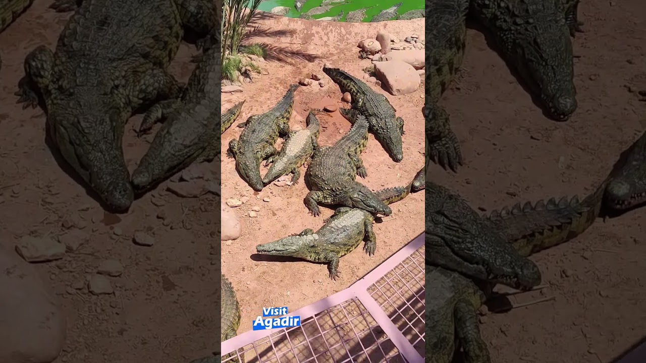Découvrez Crocoparc Agadir : Le Paradis des Crocodiles du Nil 🐊