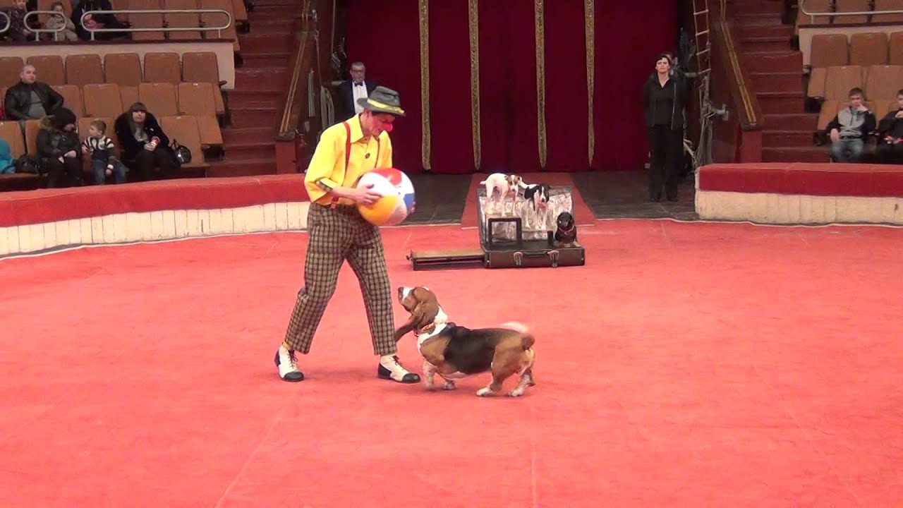 Yakuboskie.ru Dog & Circus Show in Moscow 🐾