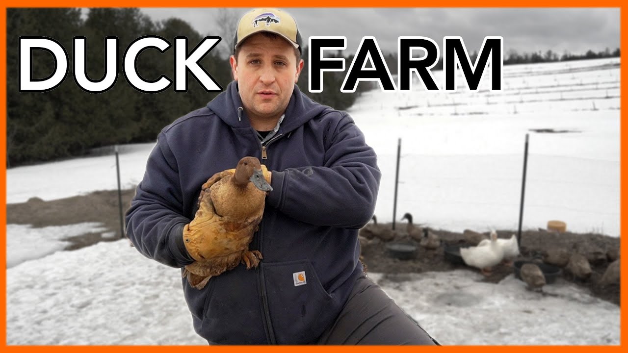 Essential Insights for Starting a Duck Farm: Lessons Learned from Gold Shaw Farm