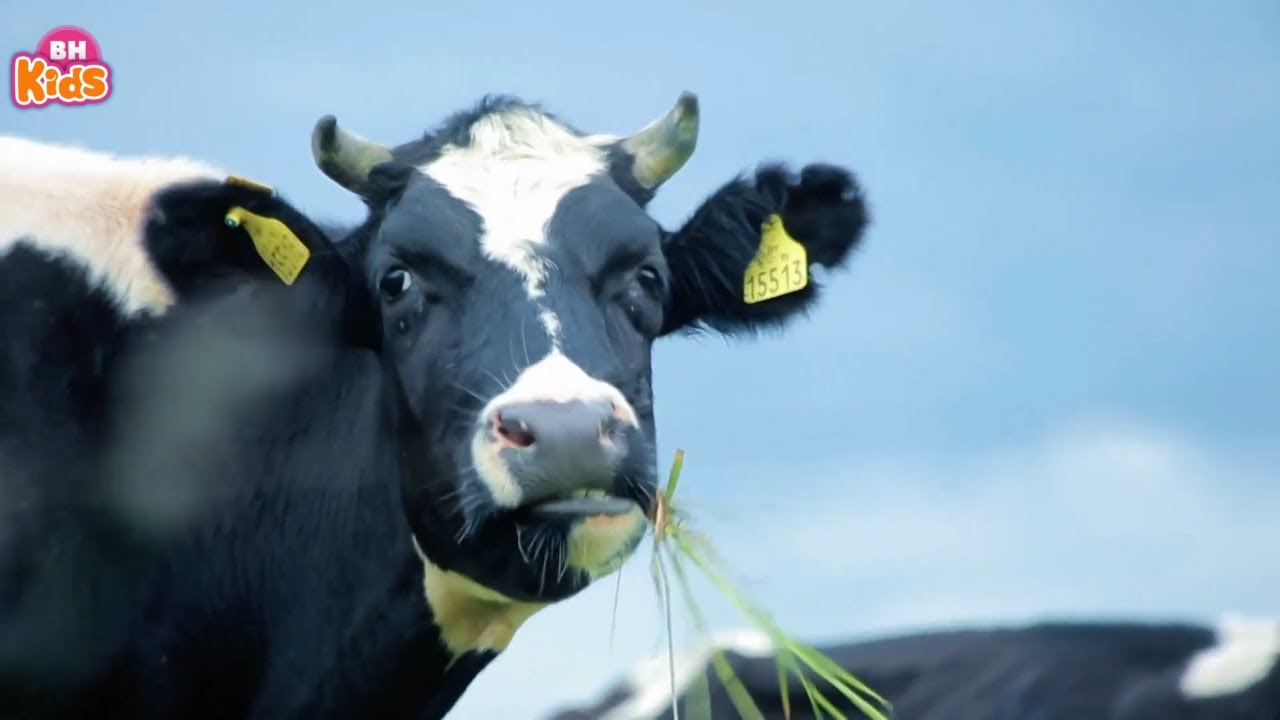 Nhạc Thiếu Nhi Sôi Động Con Vật Cho Bé ♫ Liên Khúc Thật Đáng Yêu - Chú Gà Trống