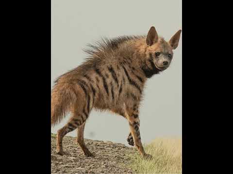 इस जंगली जानवर का क्या नाम है?