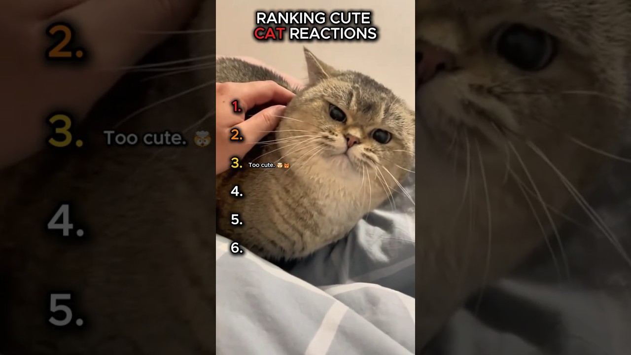 Top Cute Cat Reactions 😻