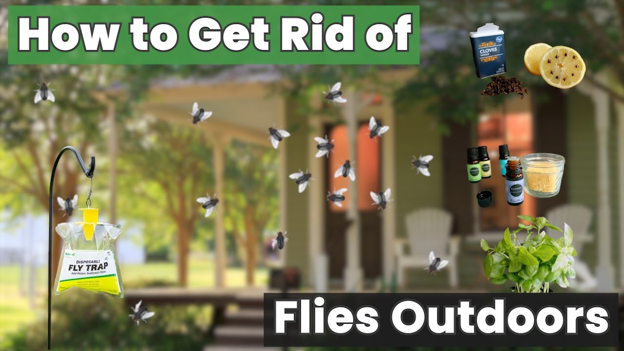 Quick Outdoor Fly Control Hack 🪰