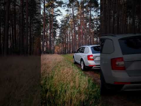 BF2 on Tour #forst #forsttechnik #forstwirtschaft #landwirtschaft #schwertransport #wald