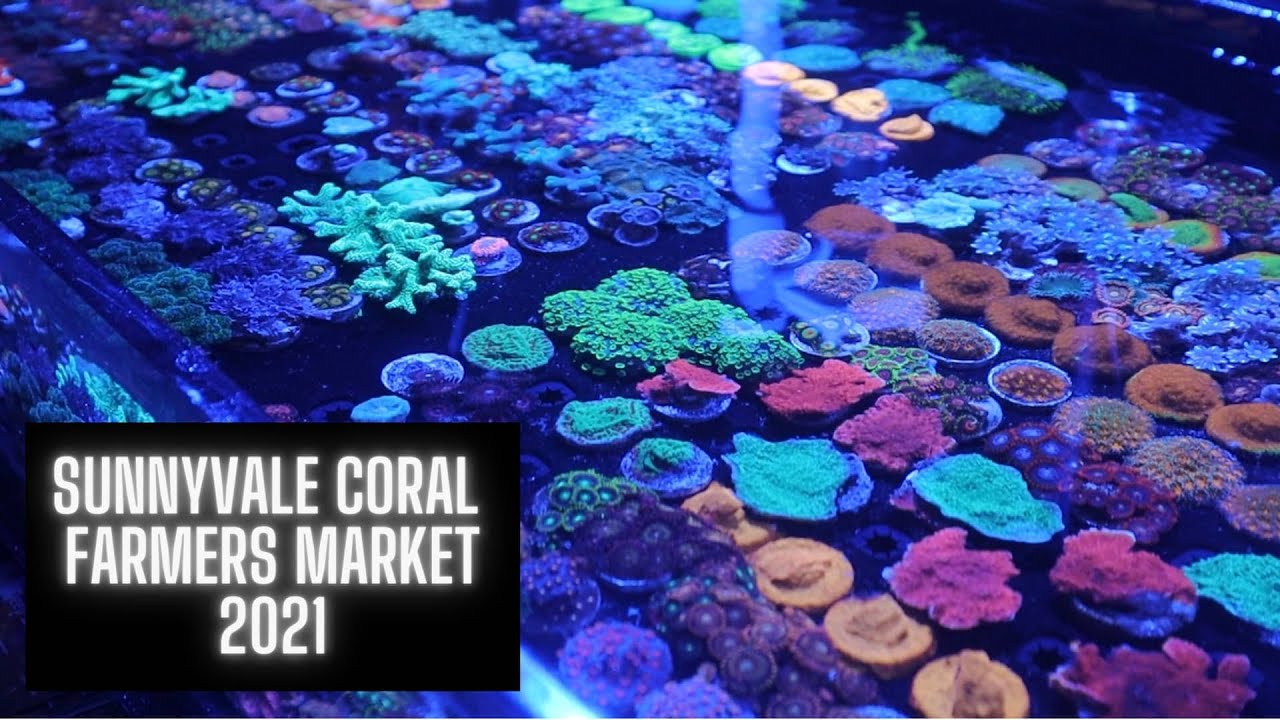 Silicon Valley Coral Market Haul 🌊