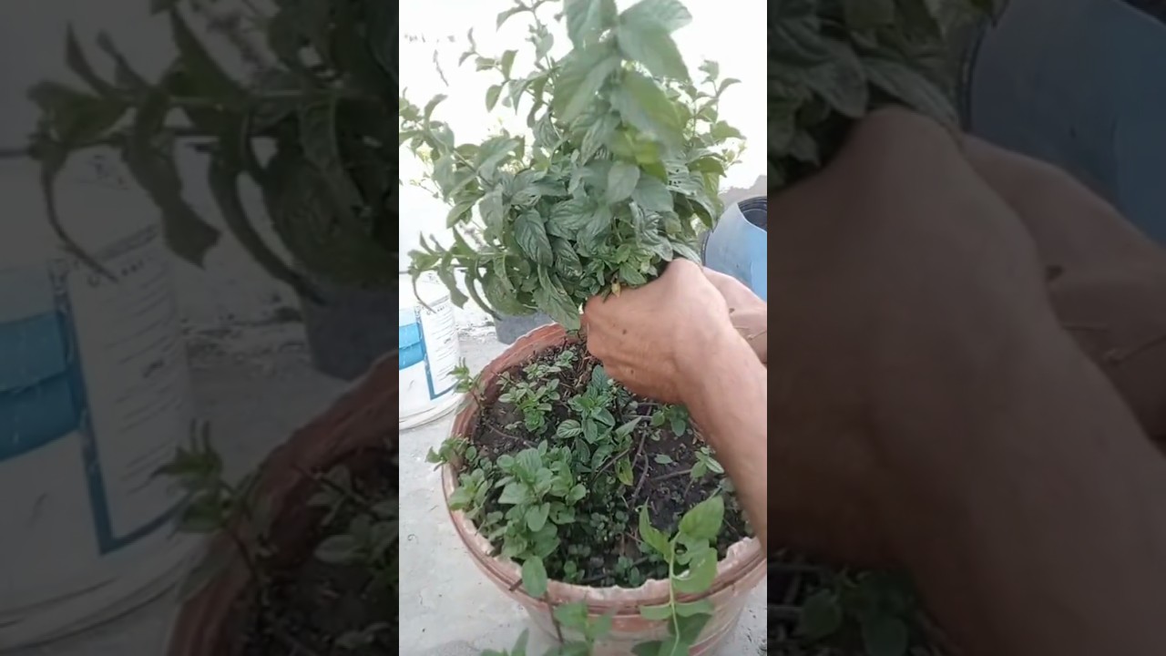 كيف تنمو النعناع بسرعة مذهلة وتوفر على نفسك الشراء 🌱