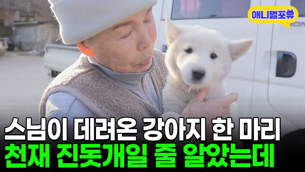 버려질 뻔한 강아지, 스님이 진돗개로 착각 🐶