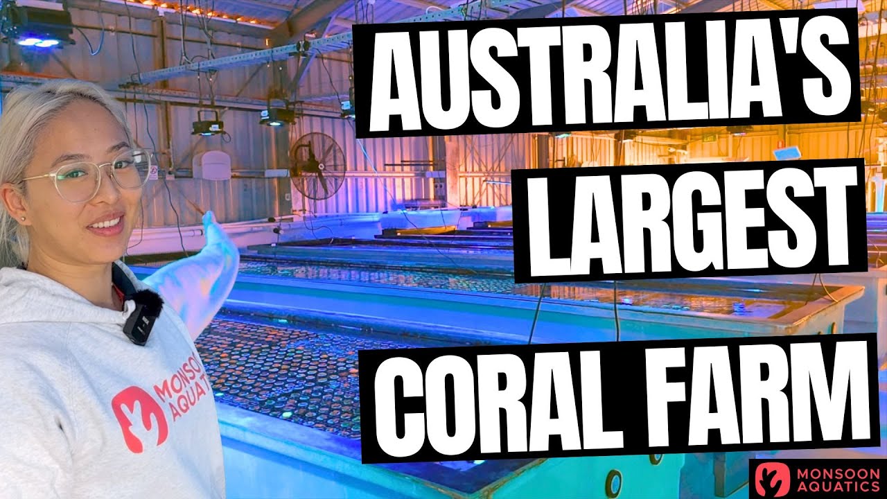 Australia's Largest Coral Farm Tour π