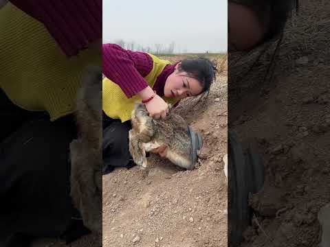 The.Xuyuanlianmaiguagua#shorts #trendingvideo #funny #animallovers #viralvideos path,#01