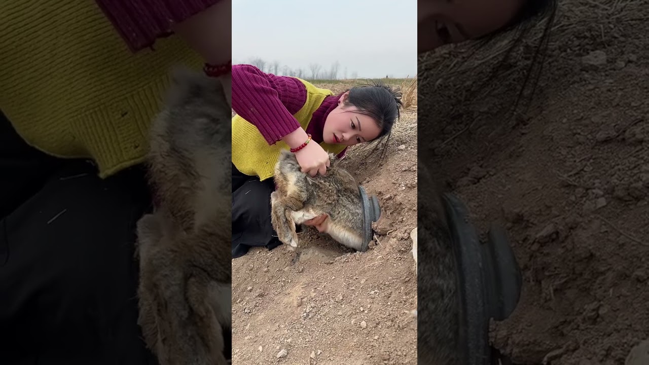 Hilarious Animal Moments! 🐶 Don't Miss This Trending Short Video