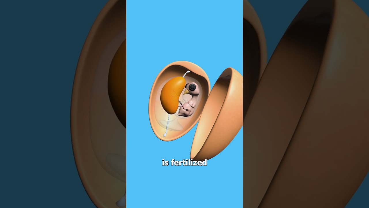 What Exactly Is An Egg Yolk? 😐