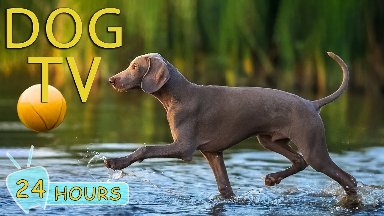 DOG TV: Top Anti-Anxiety Entertainment for Dogs 🐶