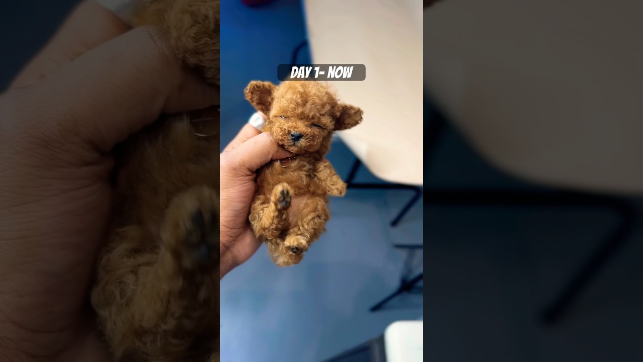 Adorable Poodle Puppy’s First Day! 🐩 | Day 1 Highlights
