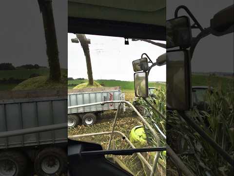 Mais Mais Mais 🌽🌽🌽 #landwirtschaft