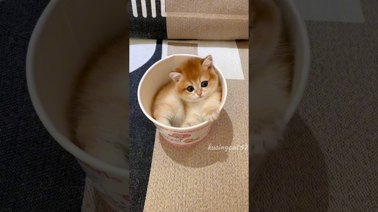 Adorable Baby Cat Being Playful 🐾