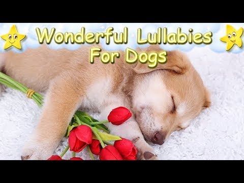 Sleep Music for Dogs & Puppies 💤 Relax Your Dog Fast