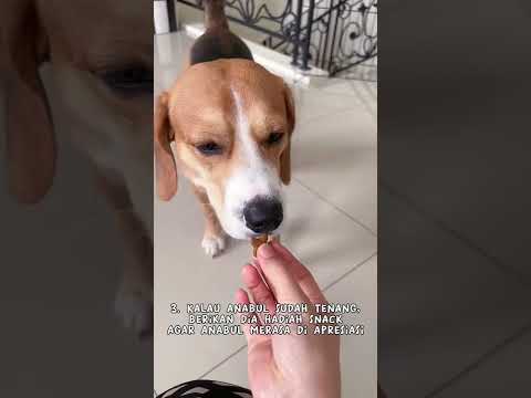 Solusi utk anjing yang suka gigit 😱 #shorts #anjing #anabul