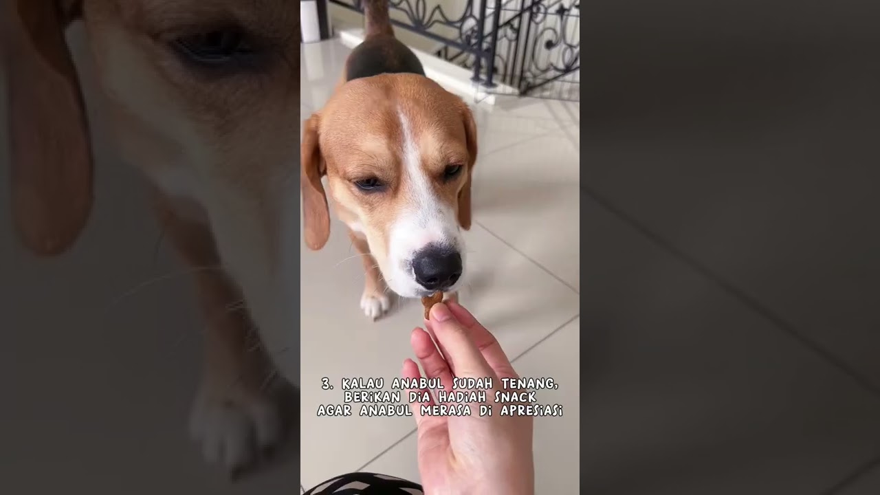 Cara Mudah Mengatasi Anjing yang Suka Gigit 🐶