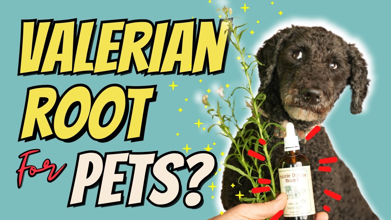 Top 3 Benefits of Valerian Root for Dogs and Cats