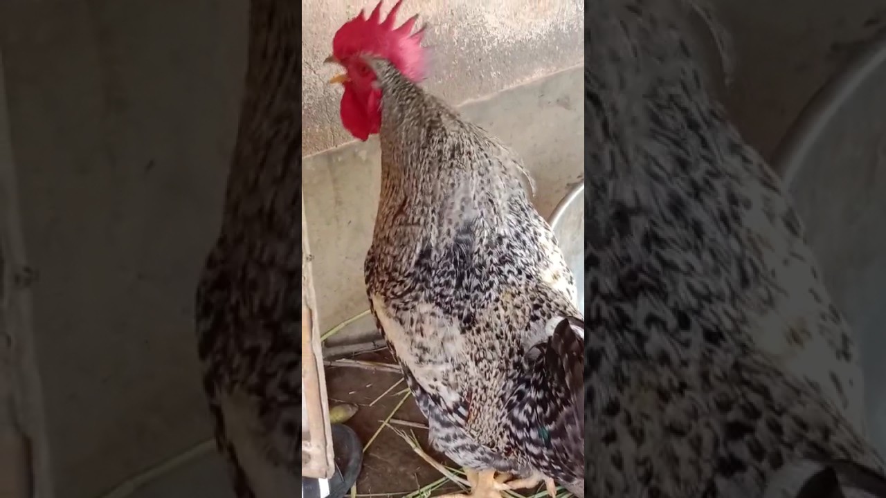 Murgir Dak 🐔 #Shorts