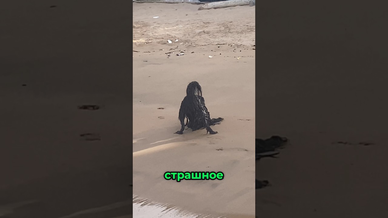 Страшный силуэт на пляже оказался всего лишь собакой 🐶