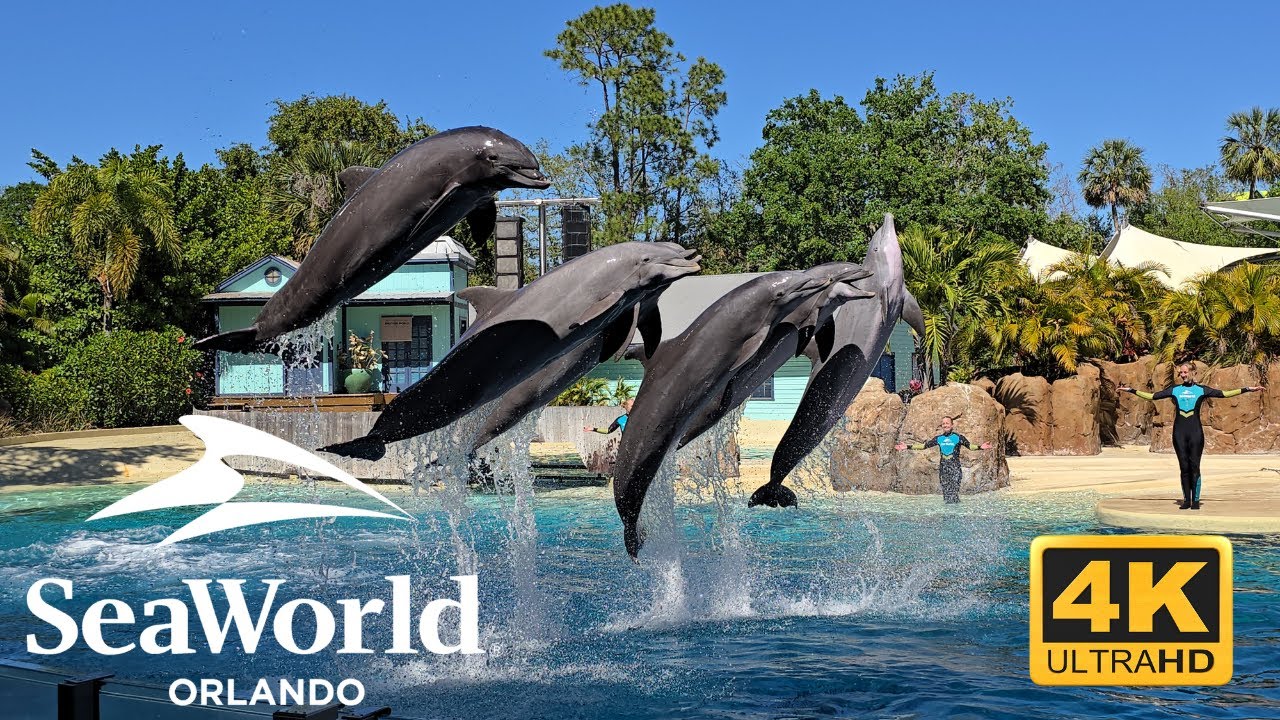 SeaWorld Orlando Dolphin Show 2025 in 4K 🐬
