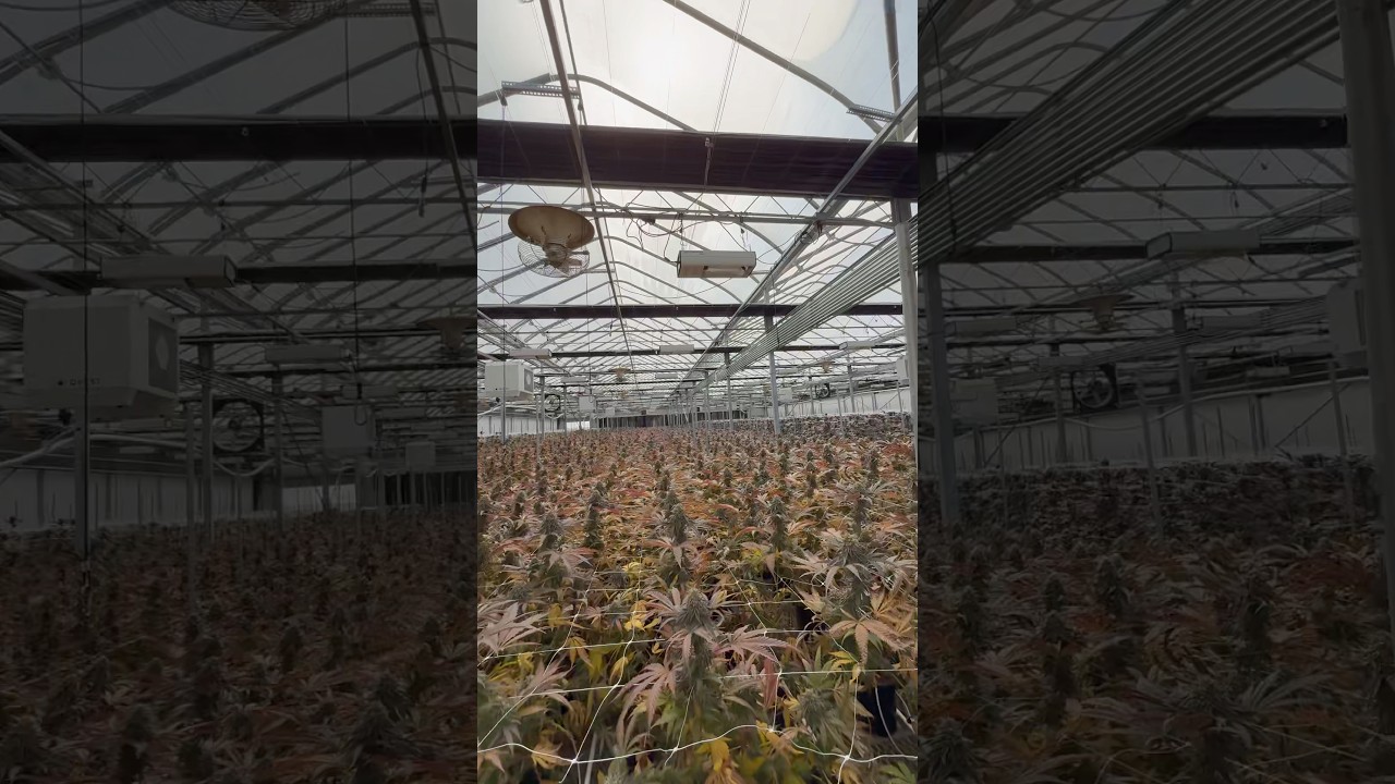 7000 Plant Turn & Burn Video Coming Soon 🎥