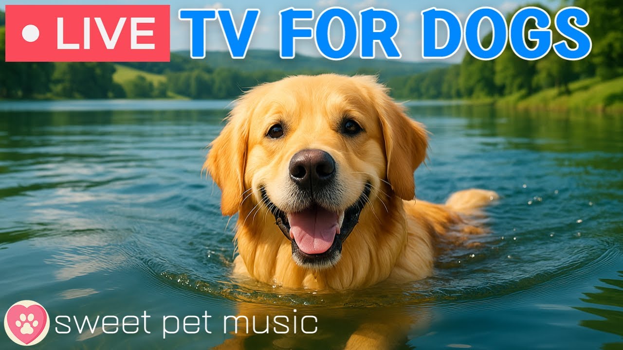 🔴24 Hours of Dog TV - Deep Relaxation Music for Dogs🎵🐶Dog Calming Music💖Dog Stress Relief Music