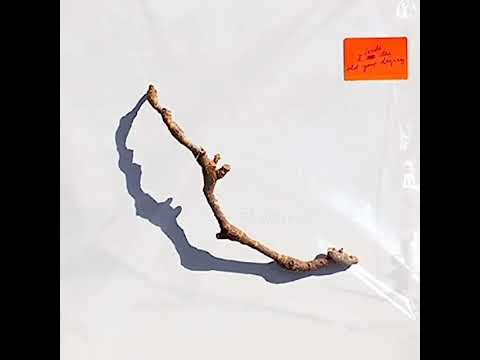 PJ HARVEY - I Inside The Old Year Dying (full album) - 2023