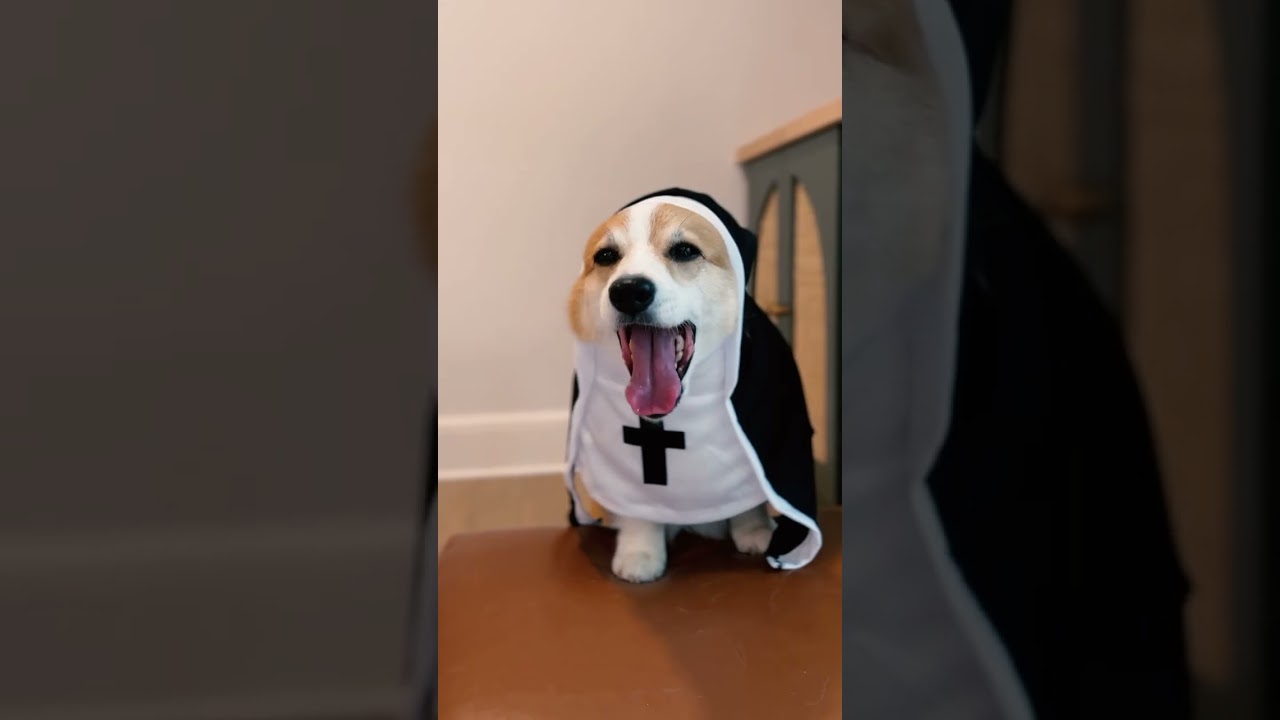 Hawaiian Pizza Not Popular 🍍