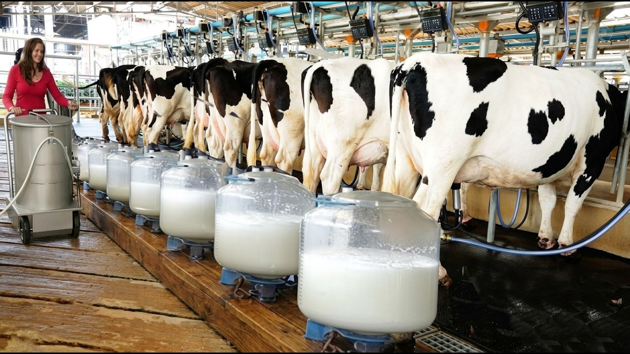 Inside a Modern Cow Milk Dairy Farm 🐄