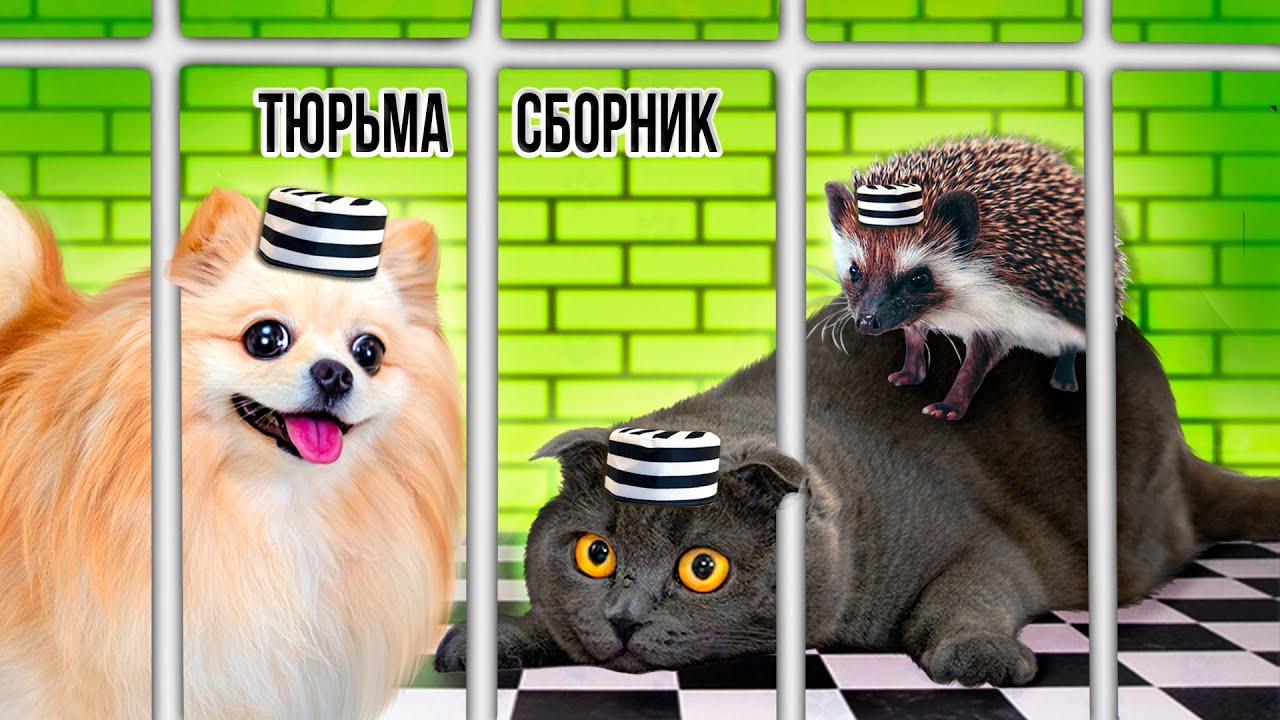 Побег из тюрьмы Челлендж — сборник: кто последний покинет тюрьму — Кошка Баттерс или Шпиц Элис?