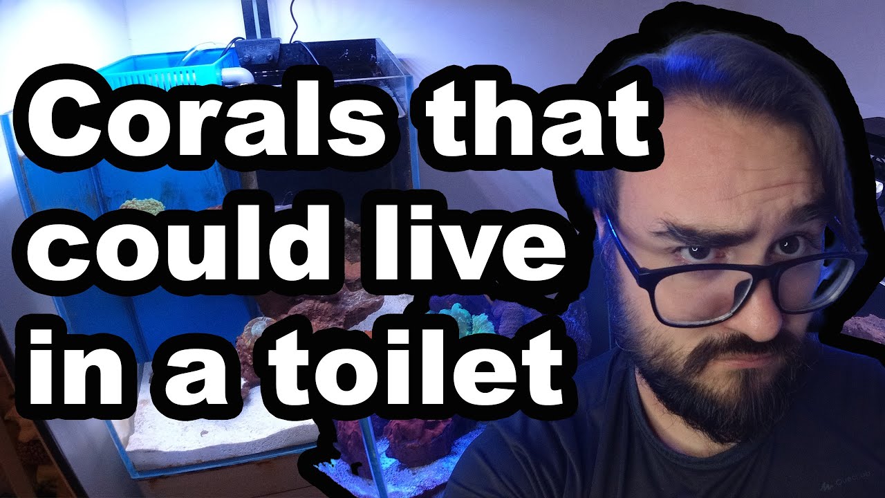 Top 5 Easy-Care Marine Corals for Beginners π | Never Kill Your Aquarium Corals