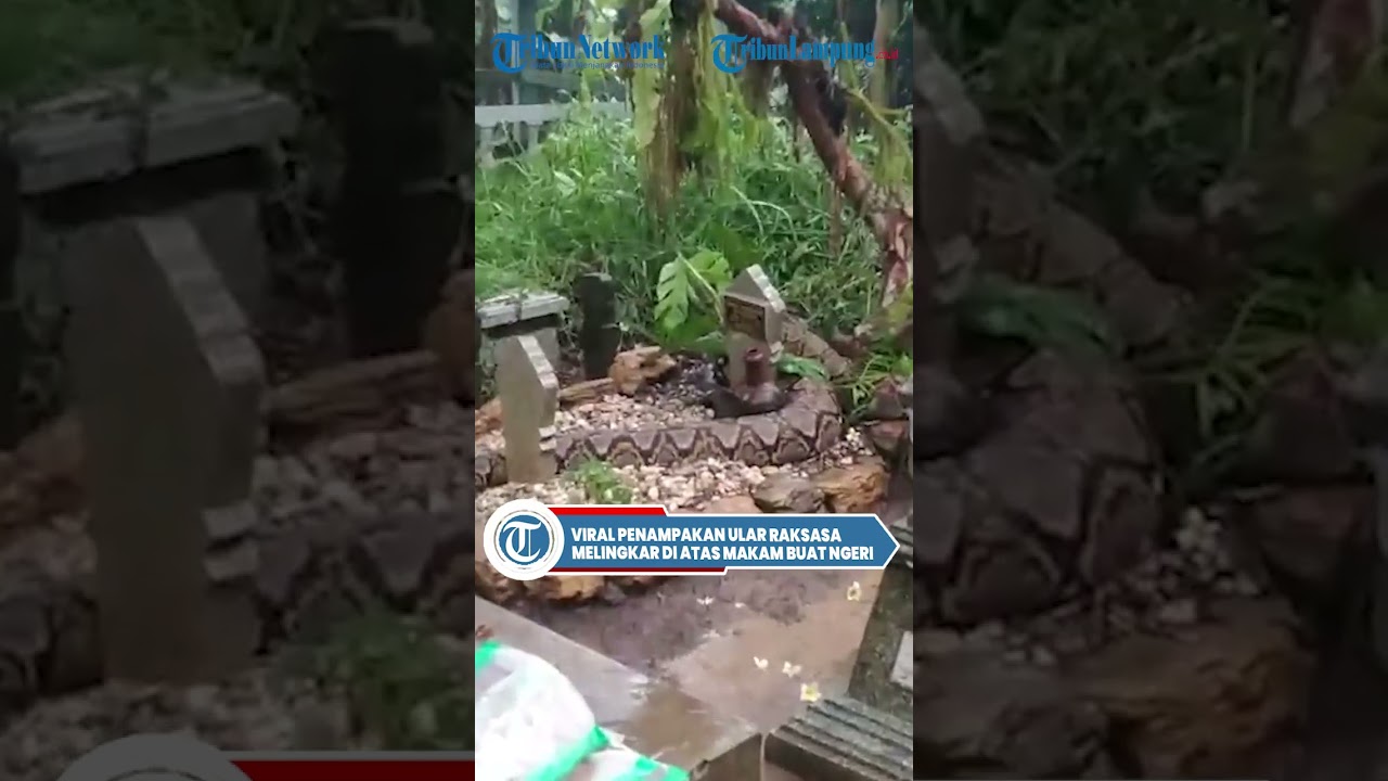 Ular Raksasa Melingkar di Atas Makam Menggegerkan π