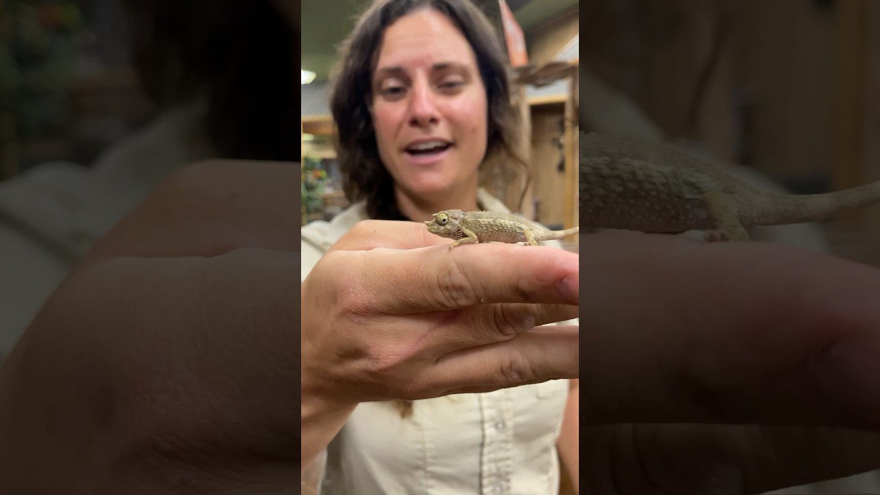 He is So Tiny and Cute🤩🥰 #tiny #cute #chameleon #amazing #shorts #shortvideo #wildlife #wow #fun